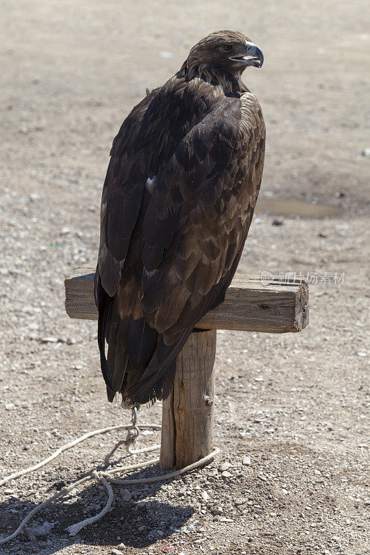 金鹰(Aquila chrysaetos)